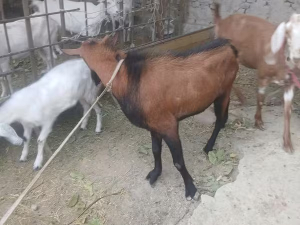 Cabro, Cabras