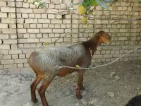 Ovejas (lote, sexo no especificado), Ovejas — foto 4