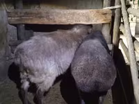Oveja, Adal sheep — foto 2