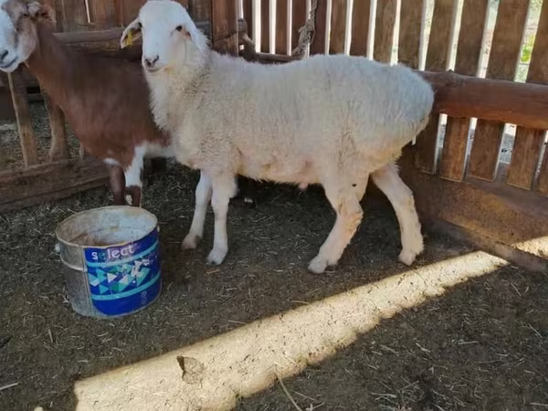 كبش, Kazakh fat-tailed coarsewool sheep