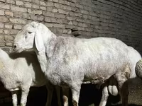Ram, Afghan Arabi sheep — photo 3