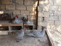 Ducks — photo 3