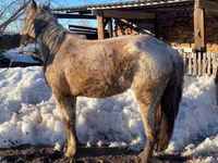 فرس, Kazakh horse — الصورة 2
