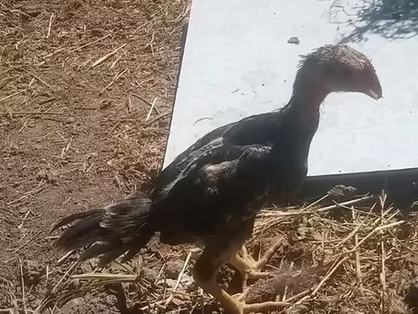 长门鸡
