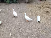 German Pekin — photo 4