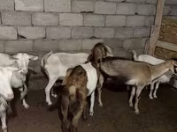 عنزة, Saanen goat — الصورة 2