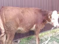 母牛, Swiss cattle — 照片 1