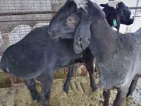Carnero, Blackheaded Persian sheep — foto 1