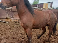 Caballo, Horse breed — foto 3