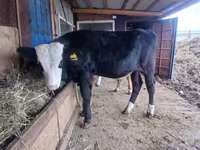 ثور, Swiss cattle — الصورة 1
