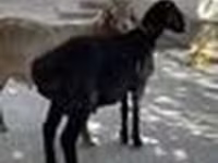Ram, Sheep — photo 5