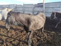 فرس, Kustanai horse — الصورة 2