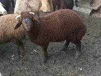 Sheep (batch, sex not specified), Red Karaman sheep — photo 2