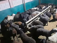 मेढ़ा, भेड़ — फ़ोटो 4