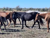 Stute, Kazakh horse — Foto 3