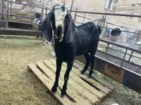 Billy Goat, Nubian Goat — photo 2