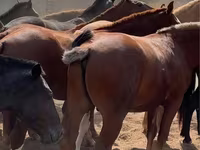 Caballo, Kazakh horse — foto 2