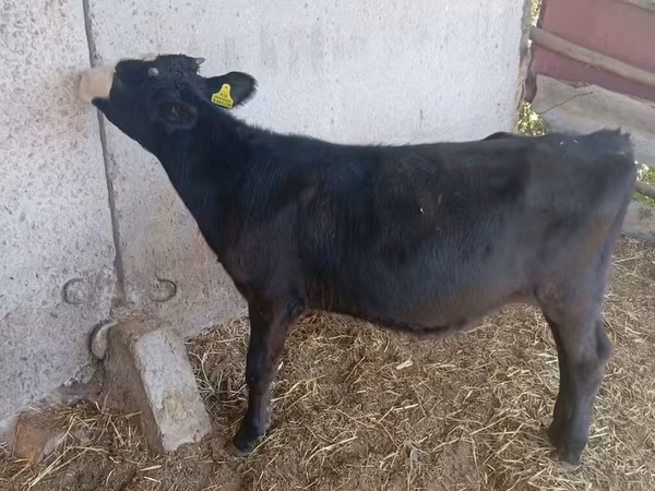 Kuh, Russian Black pied cattle