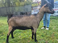 Goat, Alpine goat — photo 1