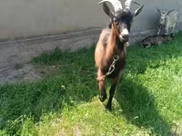Ziege, Czech Brown Shorthaired goats — Foto 2