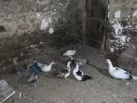 Indias Orientales — foto 3