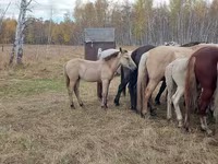 Caballo, Caballos — foto 6