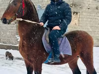 Caballo, Arabian horse — foto 3