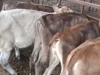 Kuh, Simmental cattle — Foto 3