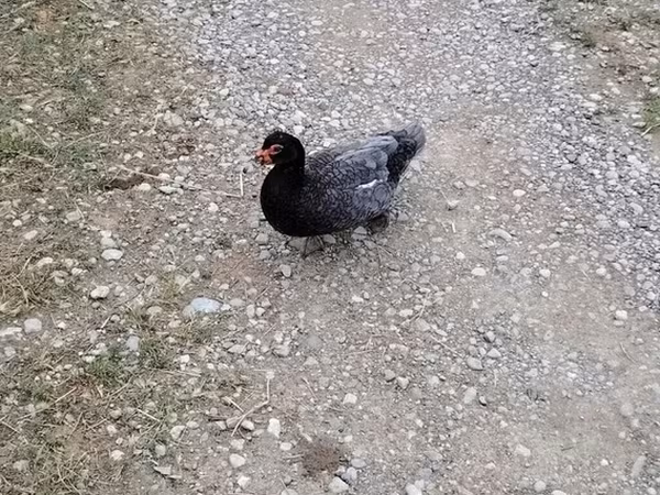 pato criollo doméstico