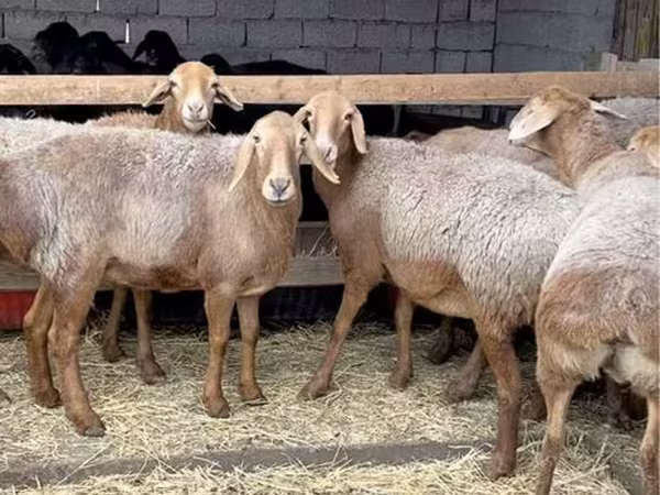 Баран, Бараны
