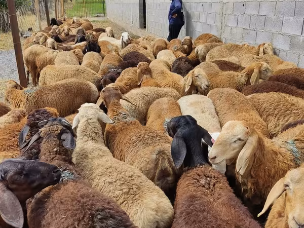 نعجة, الأغنام