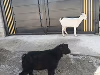 Козёл, Козлы — фото 1