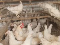 Chickens — Foto 2