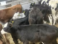 Cattle (batch, sex not specified), Cattle — photo 3