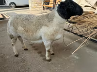 Carnero, Dorper sheep — foto 4