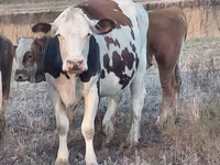Cow, Simmental cattle — photo 2