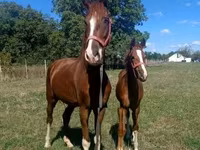 Horse (M), Dutch warmblood horse — photo 4