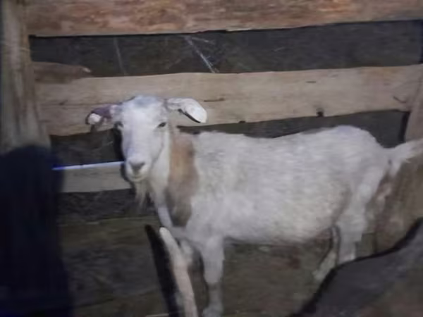 Ziegenbock, Ziegen