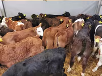Cattle (batch, sex not specified), Holstein breed — photo 5