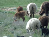 公羊, Sheep — 照片 4