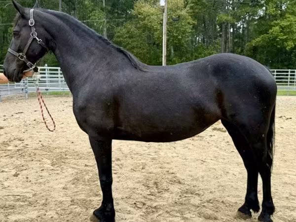 Stute, Friesian