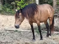 فرس, Black Sea breed — الصورة 5