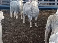母羊, Kuibyshev sheep — 照片 2