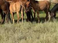 Caballo, Kazakh horse — foto 5