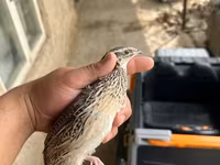 गोल्डन इटालियन — फ़ोटो 1