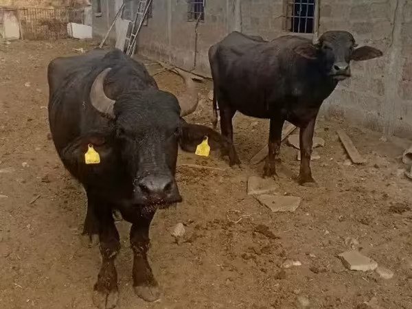 Kuh, Afrikanischer Büffel