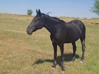 حصان, Standardbred — الصورة 7