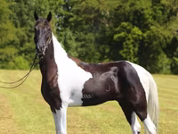 Horse (M), Tennessee Walking Horse — photo 6