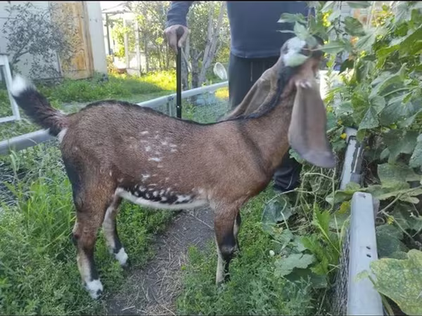 عنزة, Beetal goats
