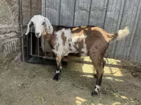 Goat, Nubian Goat — photo 2